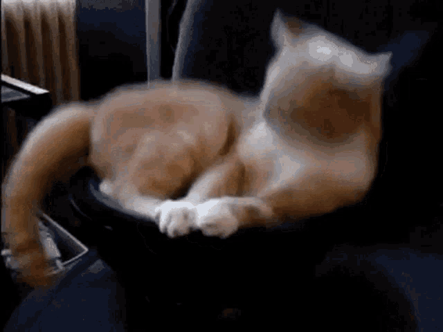 A cat looking all around as he rapidly shakes in a vibrating chair