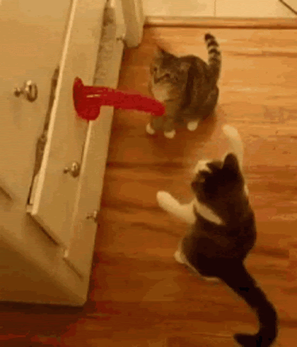  Two cats playing with a jelly-like suction dildo